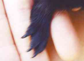 back feet