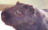 guineapig-black.jpg (4713 bytes)
