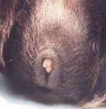 bottom view of guinea pig