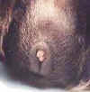 guineapig-bottom.jpg (7081 bytes)