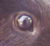 eye of guinea pig