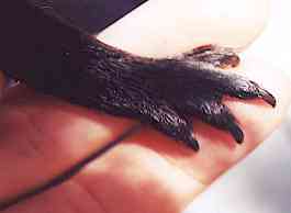 front feet