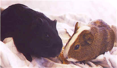 Picture of two male guinea pigs