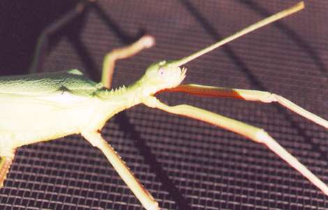 photo praying mantis