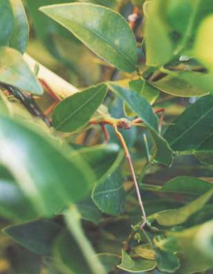 leaf stick insect