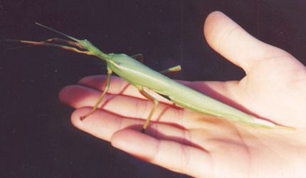 praying mantis on hand photo