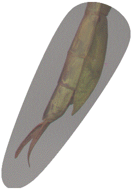 image page space